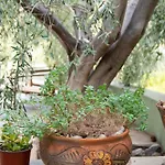 Marianne's Olive Grove - Loutraki * Vouliagmeni-See
